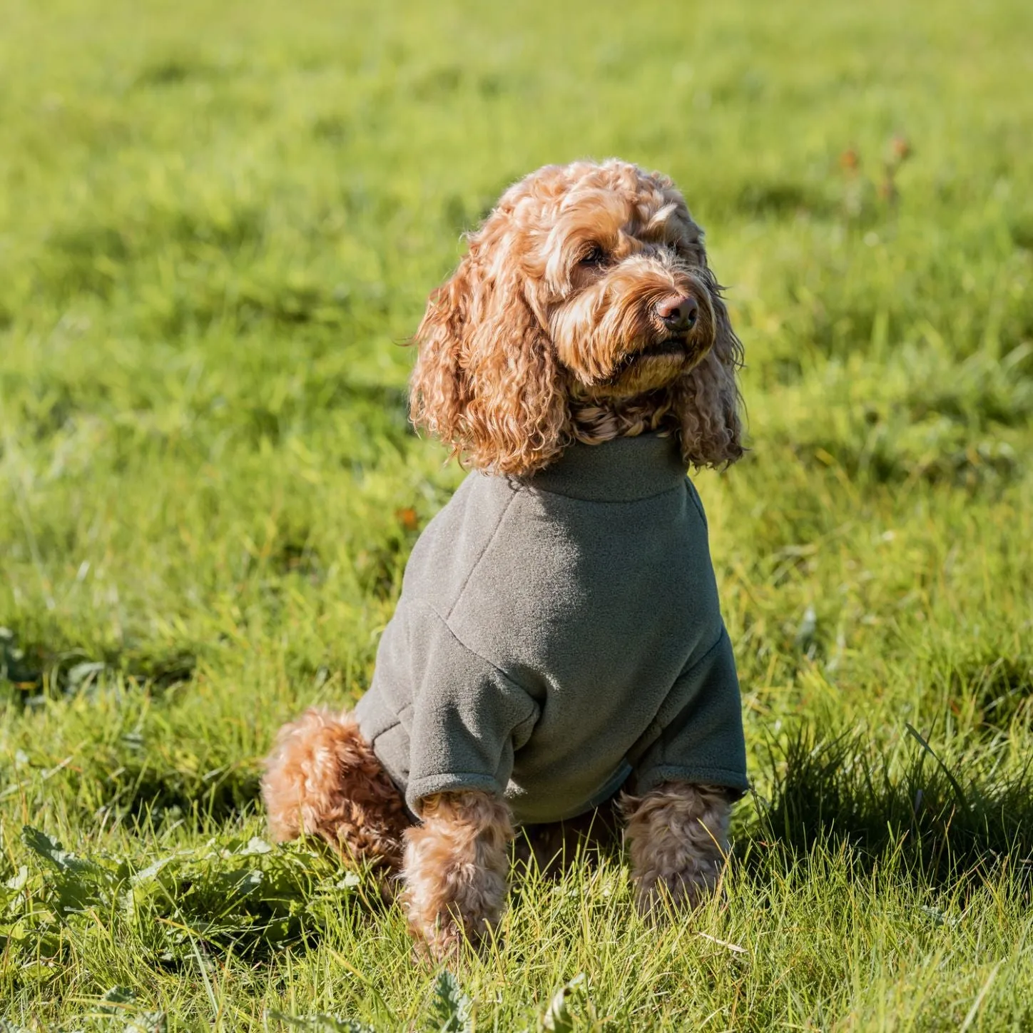 Stix Waterproof Fleece Coats for Italian Greyhounds