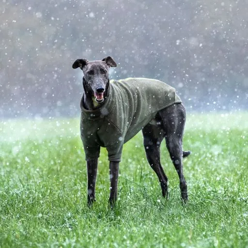 Stix Waterproof Fleece Coats for Italian Greyhounds