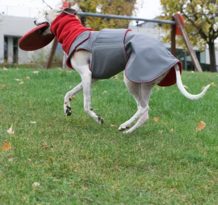 WHIPPET/GREYHOUND WINTER DOG COAT   NECK WARMER / MADE TO ORDER